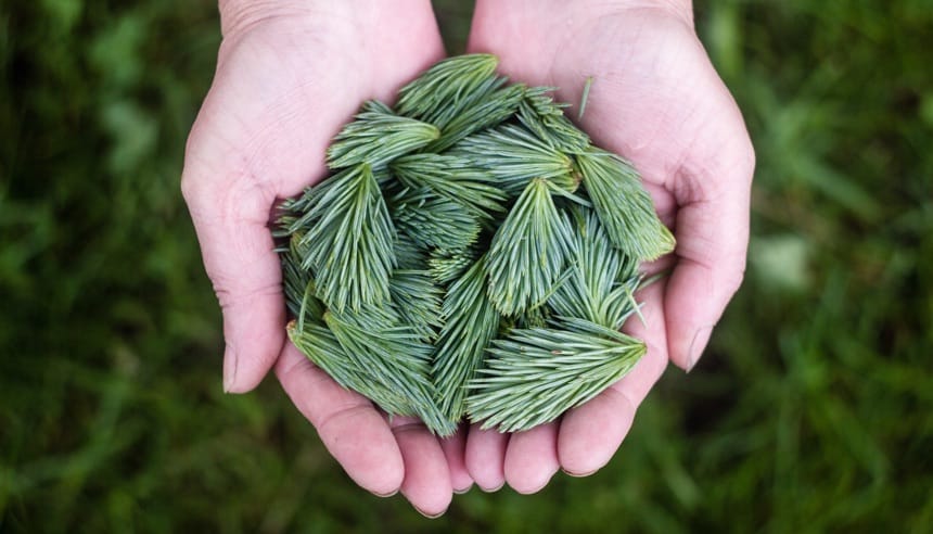 Camping Sass Dlacia in the Dolomites